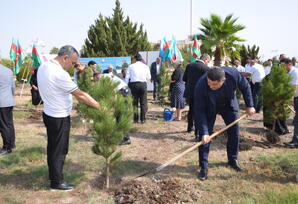 Kürdəmirdə “27 sentyabr – Anım Günü” münasibətilə ağacəkmə aksiyası keçirilib - FOTOLAR