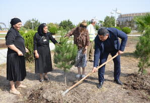 Kürdəmirdə “27 sentyabr – Anım Günü” münasibətilə ağacəkmə aksiyası keçirilib - FOTOLAR