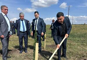 Ağstafada ağacəkmə aksiyası təşkil olunub